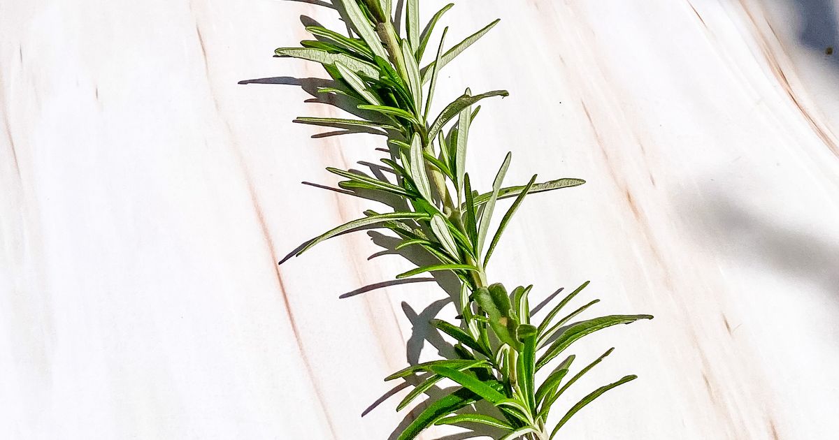 A sprig of fresh rosemary on a pale marble surface in strong sunlight